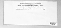 Phyllactinia alnicola image